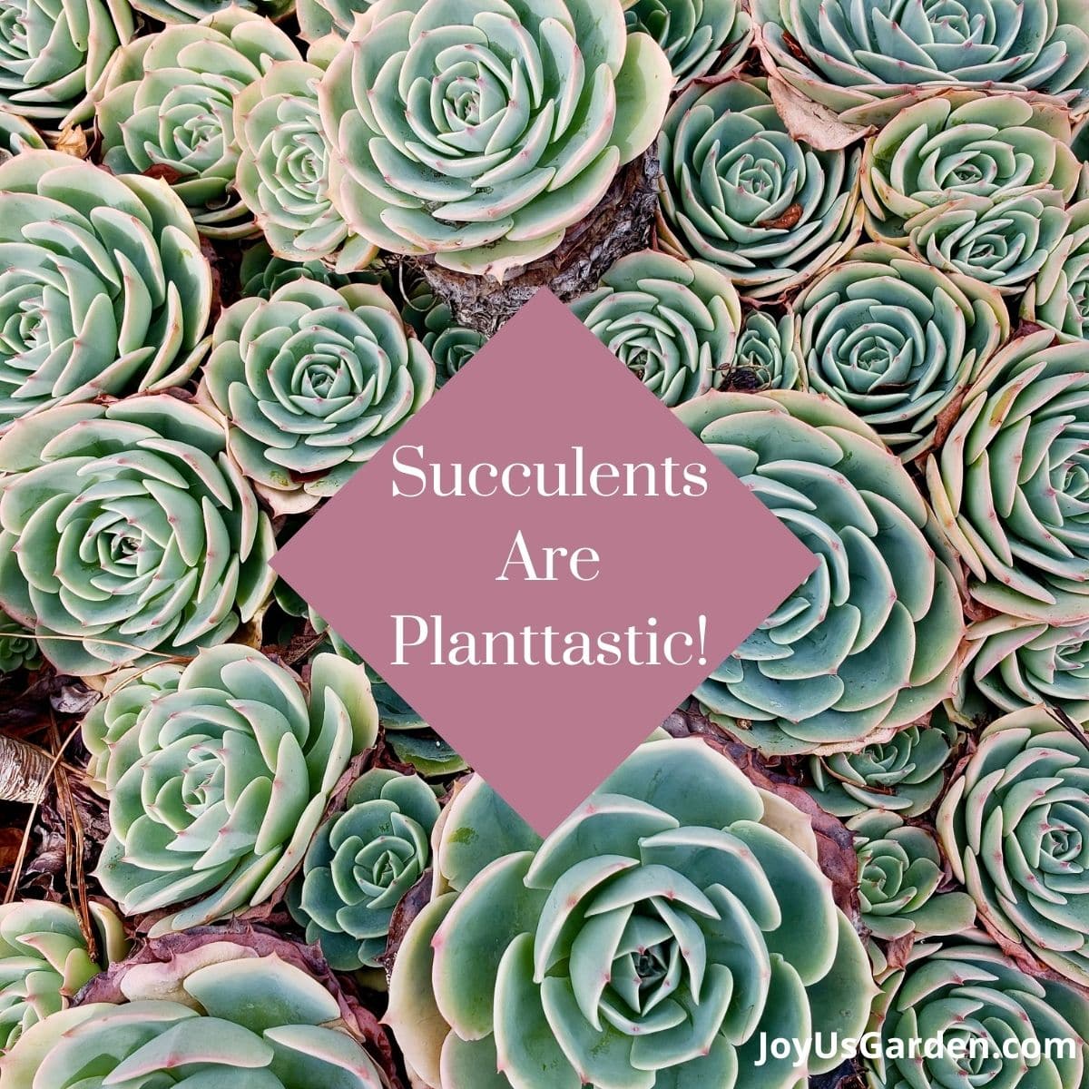 succulents used as background pof image plant quote reads Succulents Are Planttastic! 