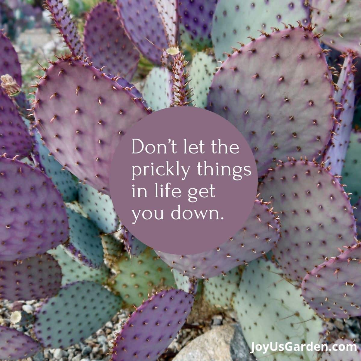 purple santa rita prickly pear background text reads dont let the prickly things in life get you down.
