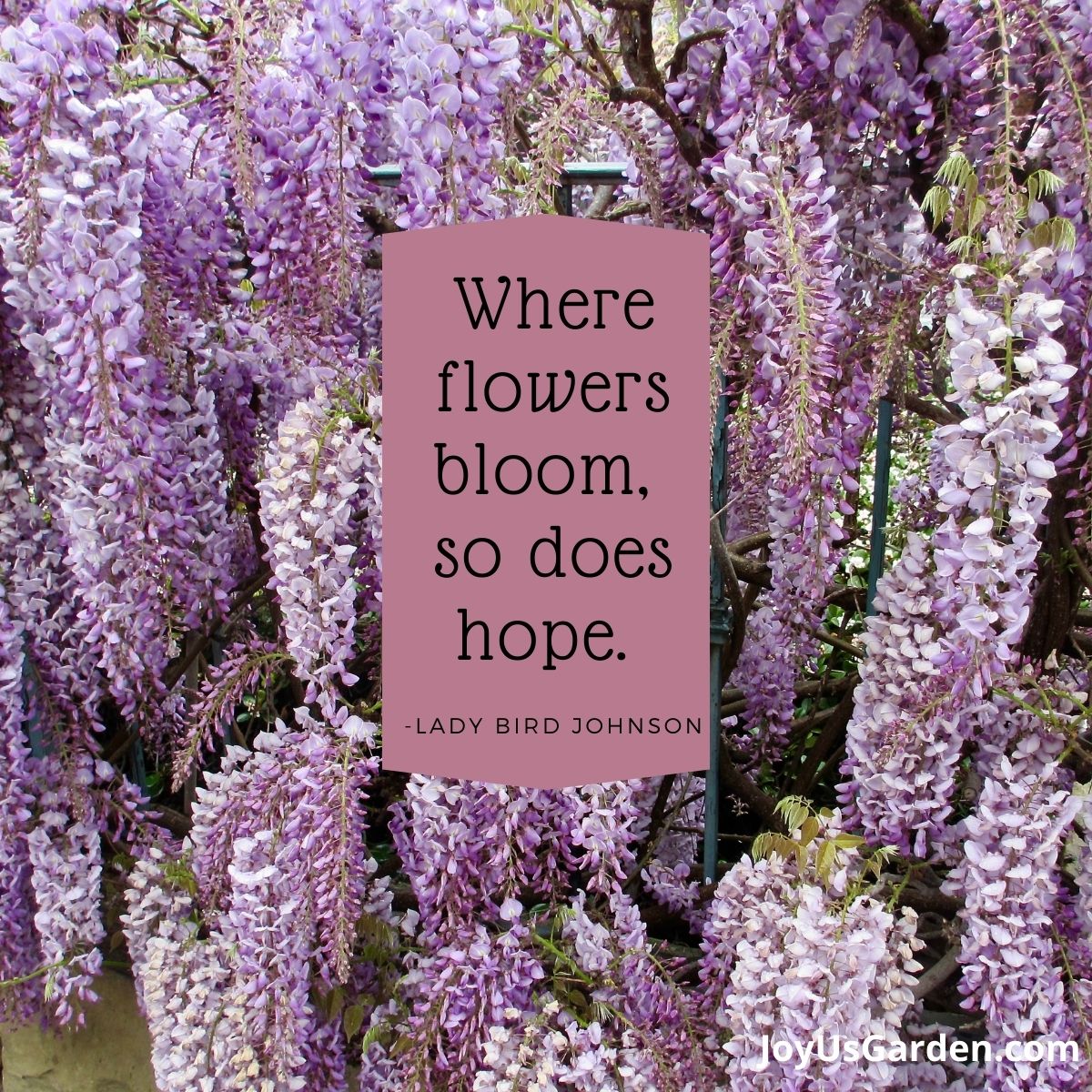 purple wisteria background text reads  Where flowers bloom, so does hope. — Lady Bird Johnson