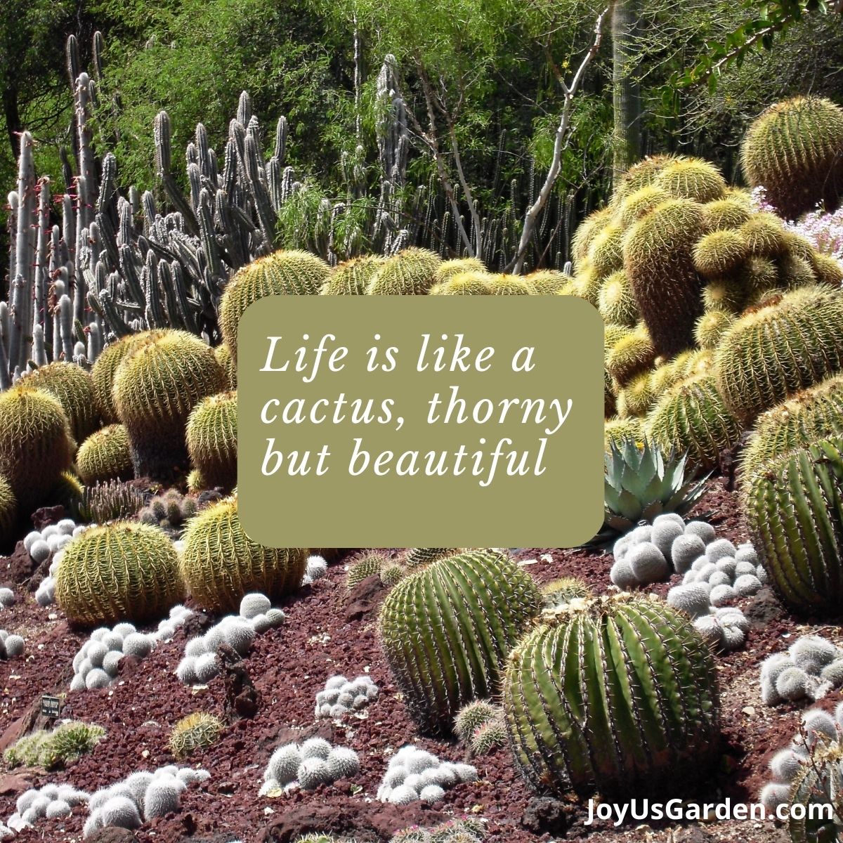 a cactus garden full of golden barrel cactus and other cactus varieties plant quotes reads Life is like a cactus, thorny but beautiful.