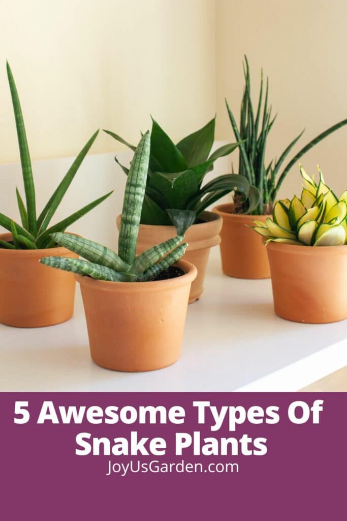 five different types of snake plants shown, all in clay pots text reads 5 awesome tupes of snake plants joyusgarden.com