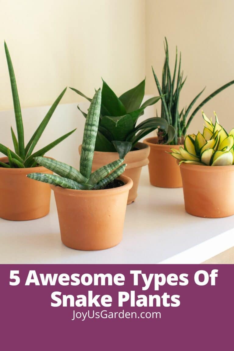 5 Awesome Types Of Snake Plants, Plus Key Care Tips