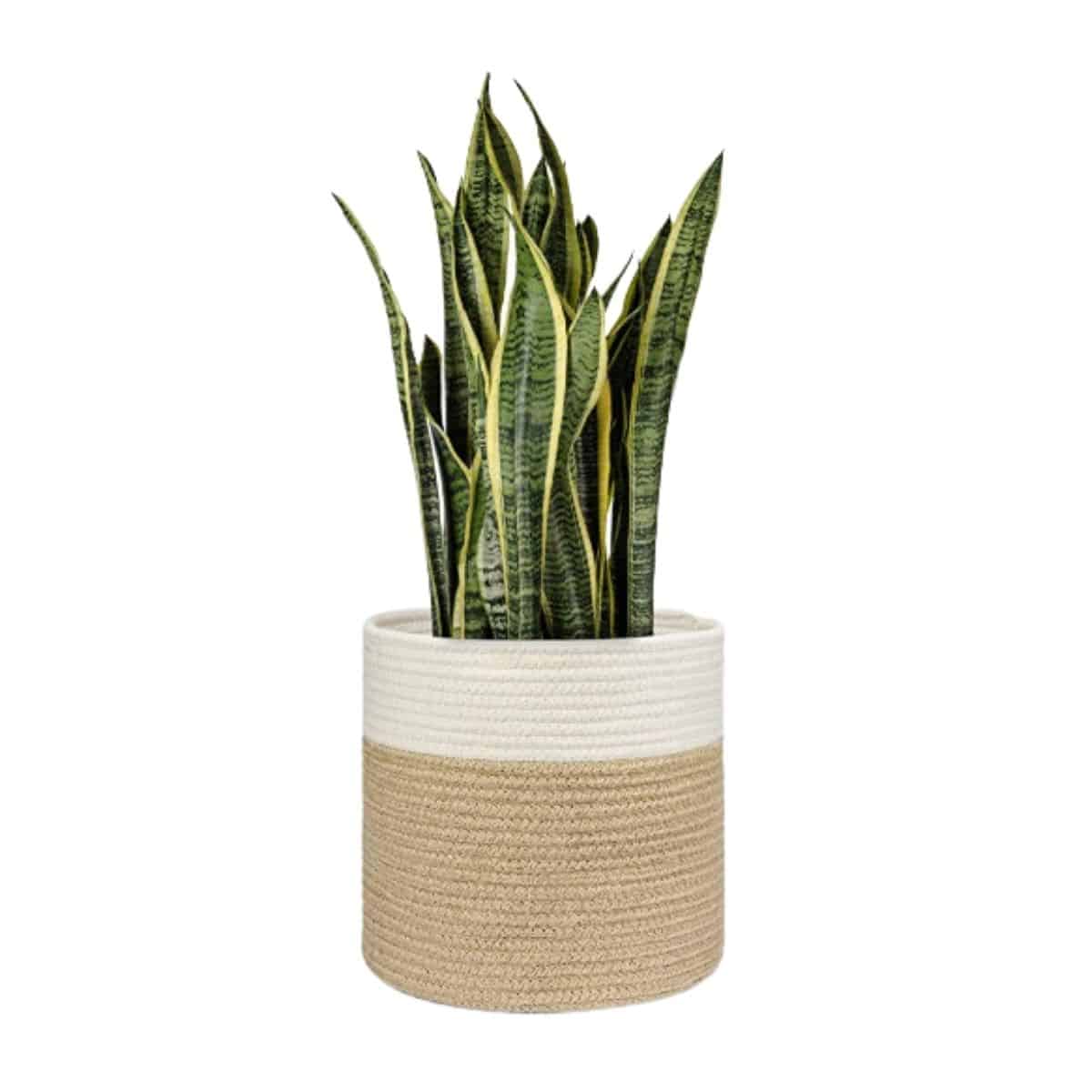 Jute Rope Plant basket in white and tan from Amazon. 