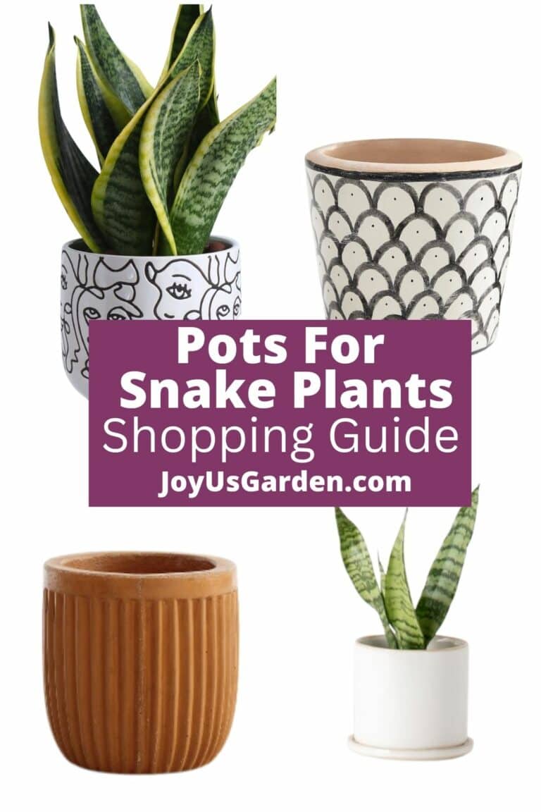 Pots For Snake Plants: A Sanseveria Pot Shopping Guide