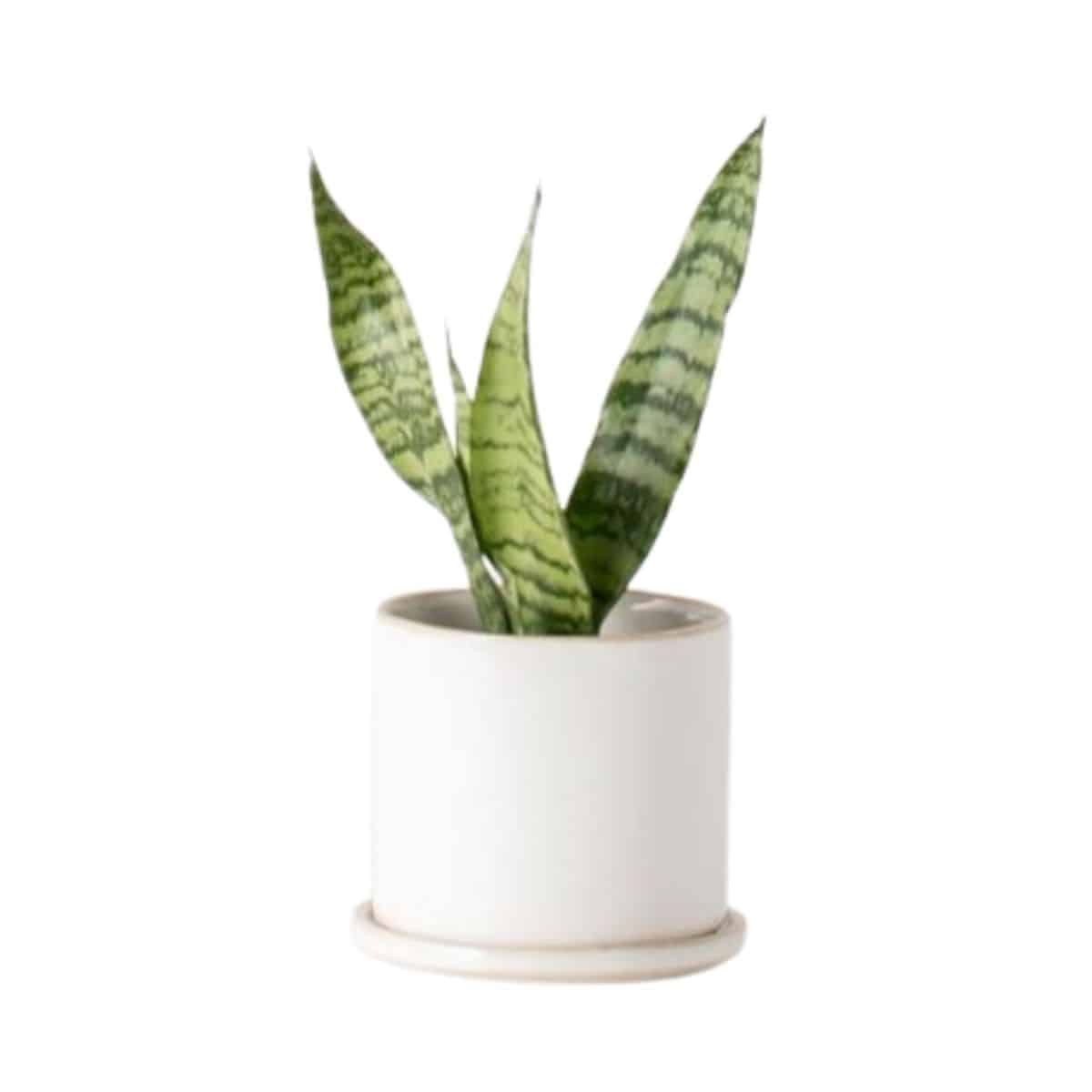 Minimal stoneware planter in white with snake plant inside from West Elm.
