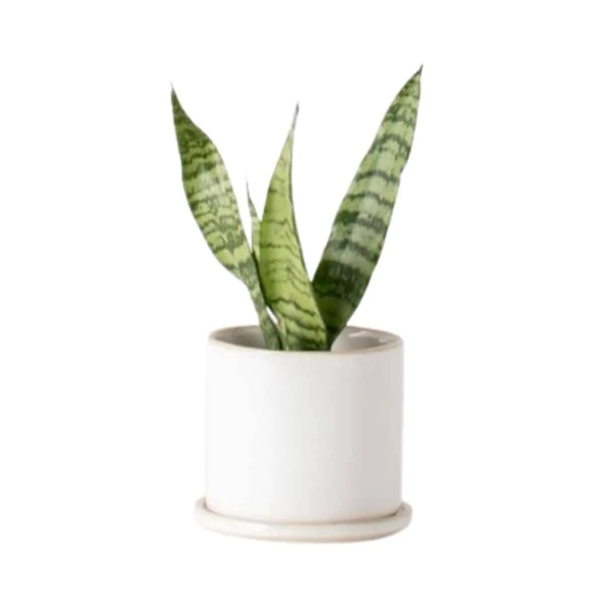 Minimal stoneware planter in white with snake plant inside from West Elm.