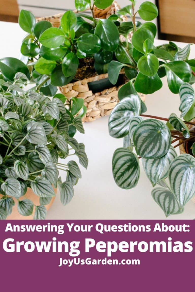 Answers To Your Questions About Peperomia Plant Care