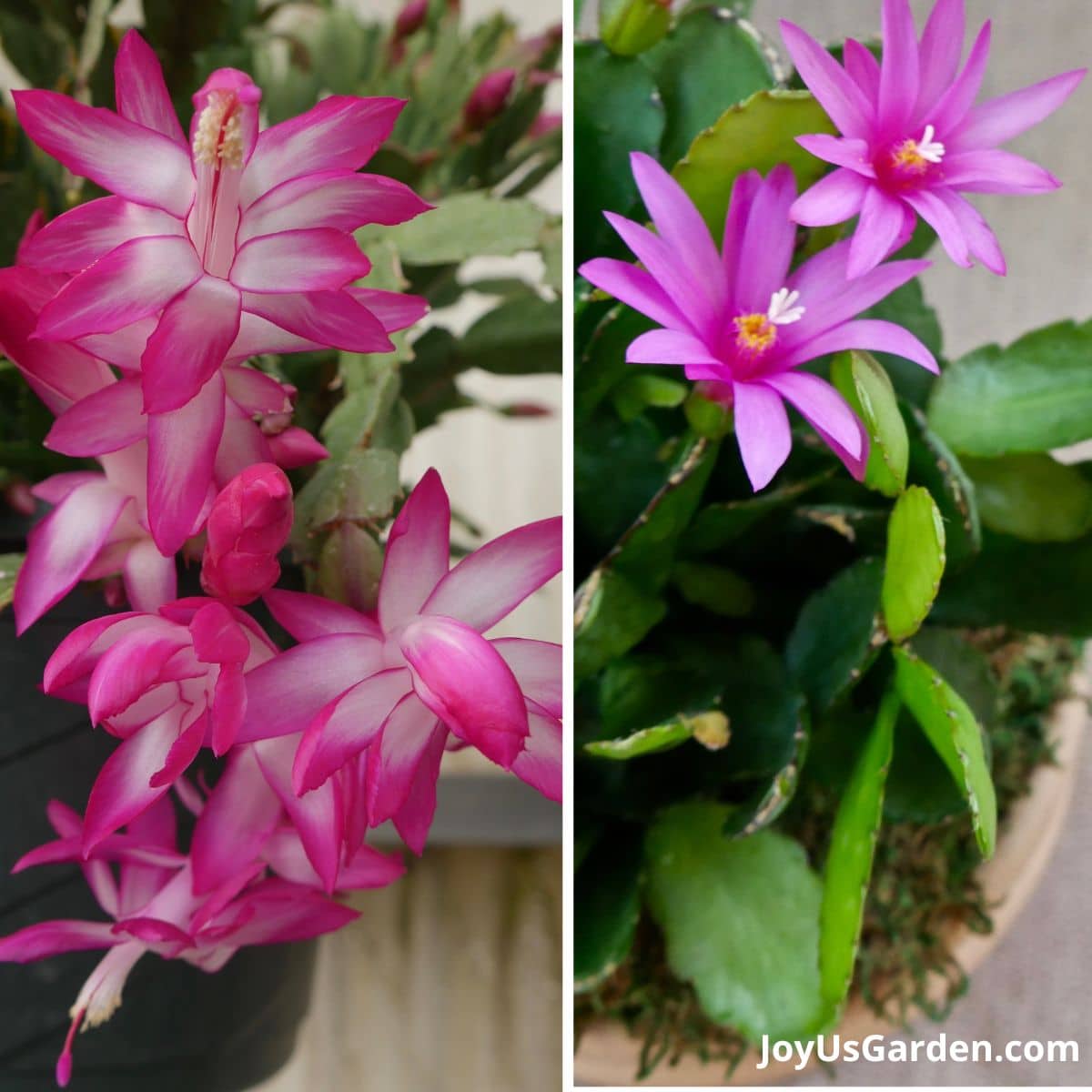Side by side photos of the pink bloom on a christmas cactus and the pink bloom on an easter cactus.