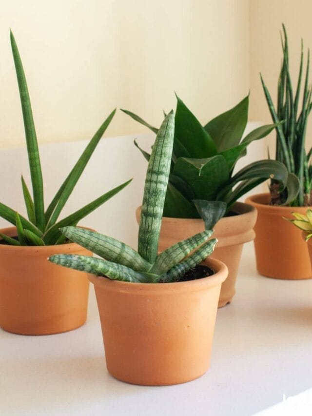 Caring For Snake Plants (Sansevieria)  Indoors