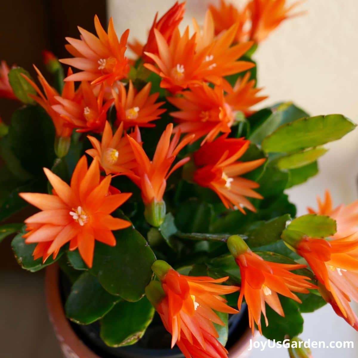 Orange Easter Spring cactus in bloom on windowsill.