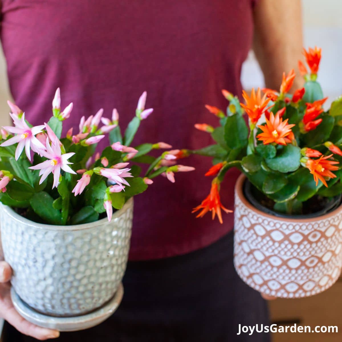 Nell Foster holding 2 easter cactus in pots. Left bloom is prink right bloom is orange. 