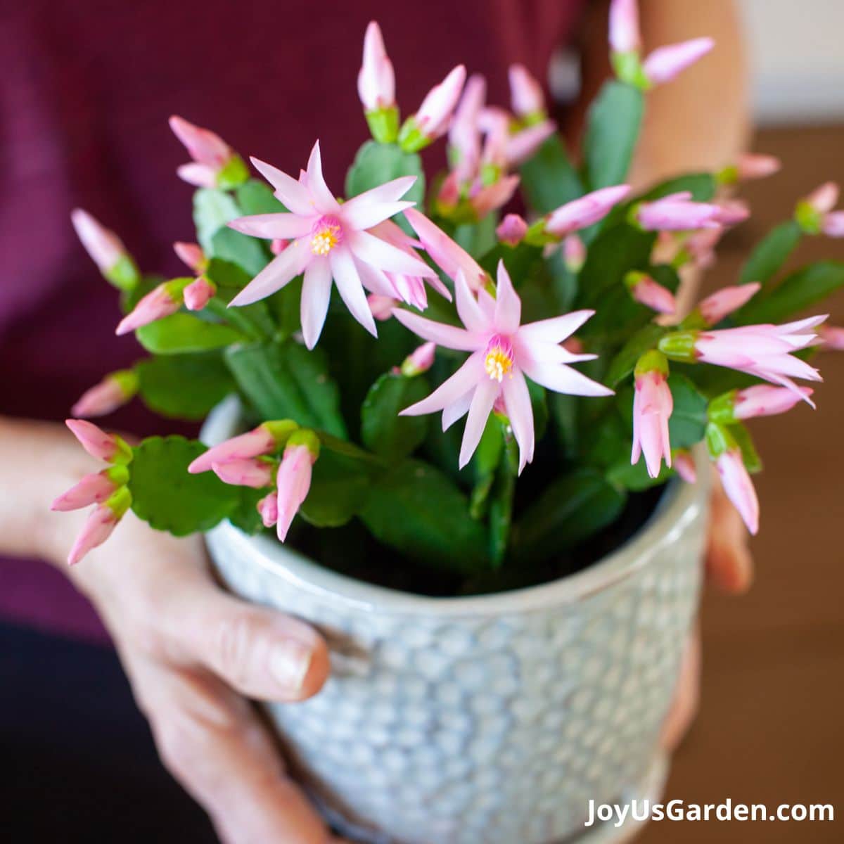 Pink easter cactus in bloom nell foster holding pot.