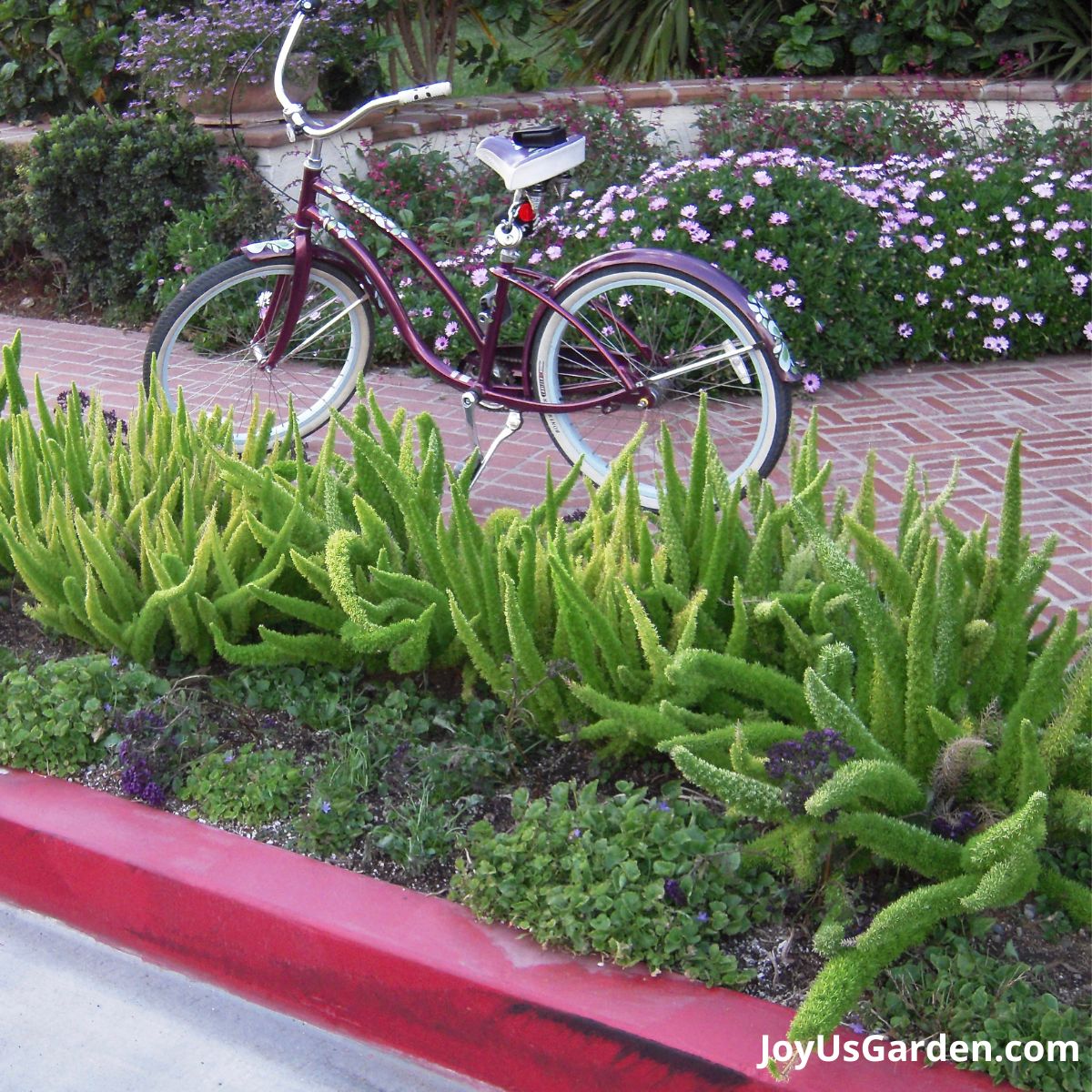 foxtail ferns growing on the sidewalk, there is a burgundy beach cruiser in the background and flowering plants
