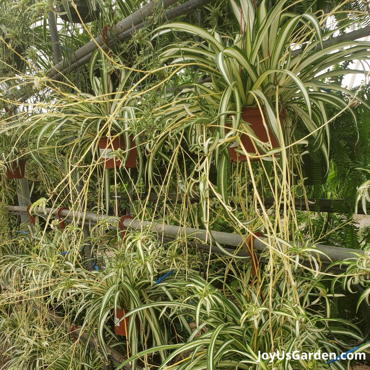 Spider plants being grown in a greenhouse, dozens are shown hanging. 