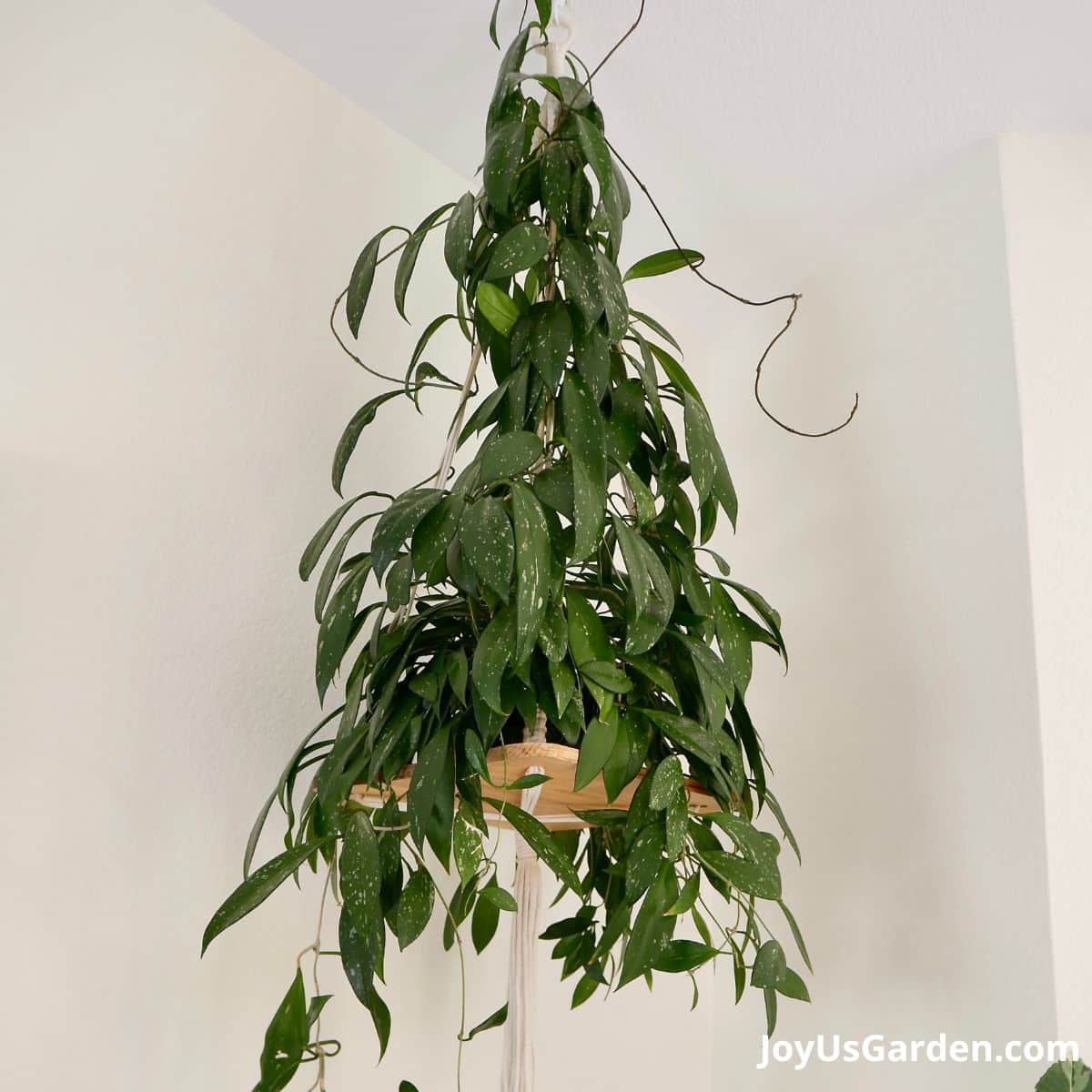 Hoya pubicalyx with dark green leaves hanging in corner of room. 