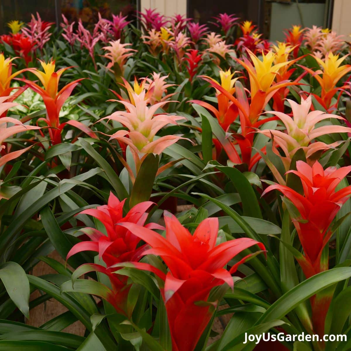 Bromeliads being sold in greenhouse, variety of colors shown, red, pinks, and yellows. 