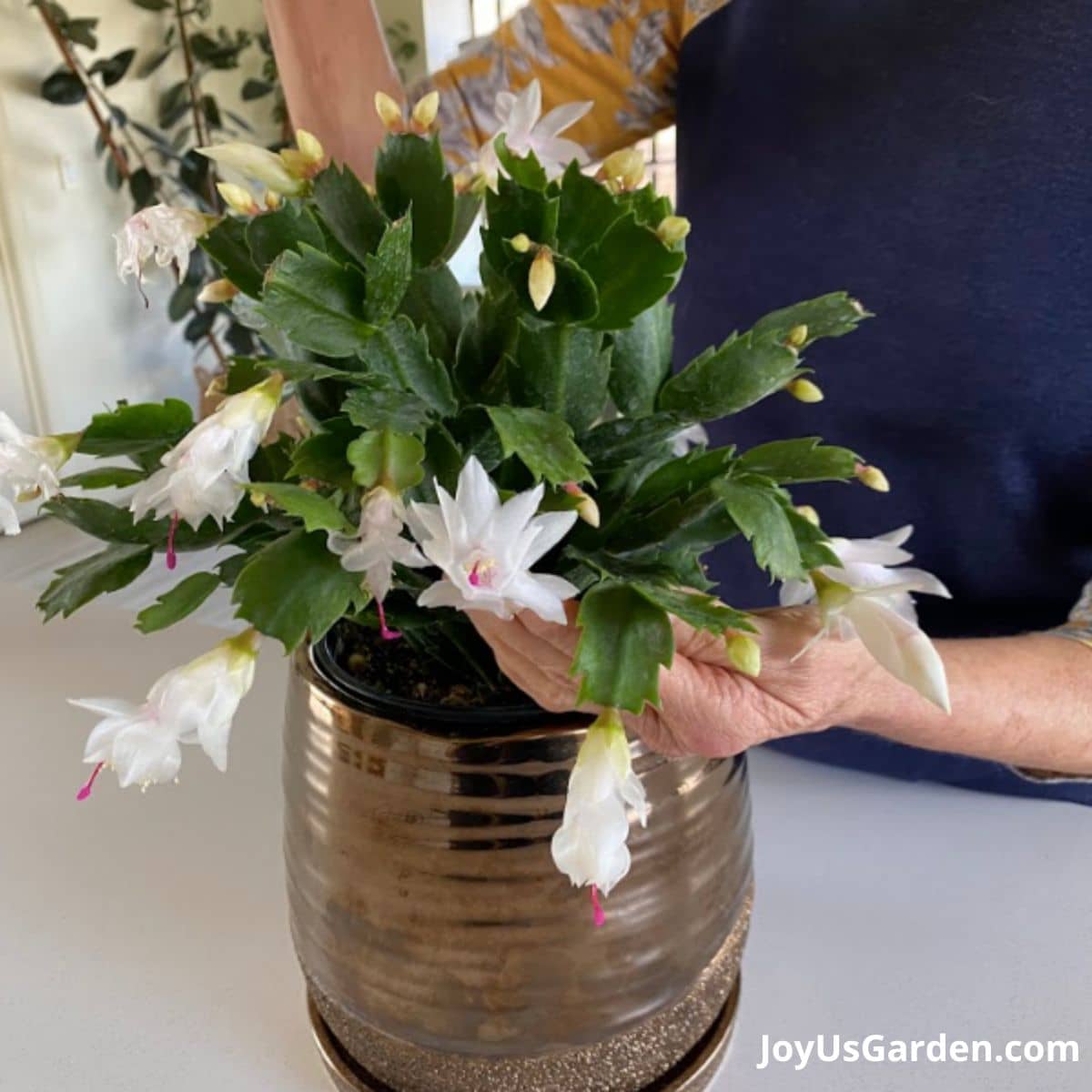 Woman's hand shown holding up the foliage and blooms of a christmas cactus in copper pot.