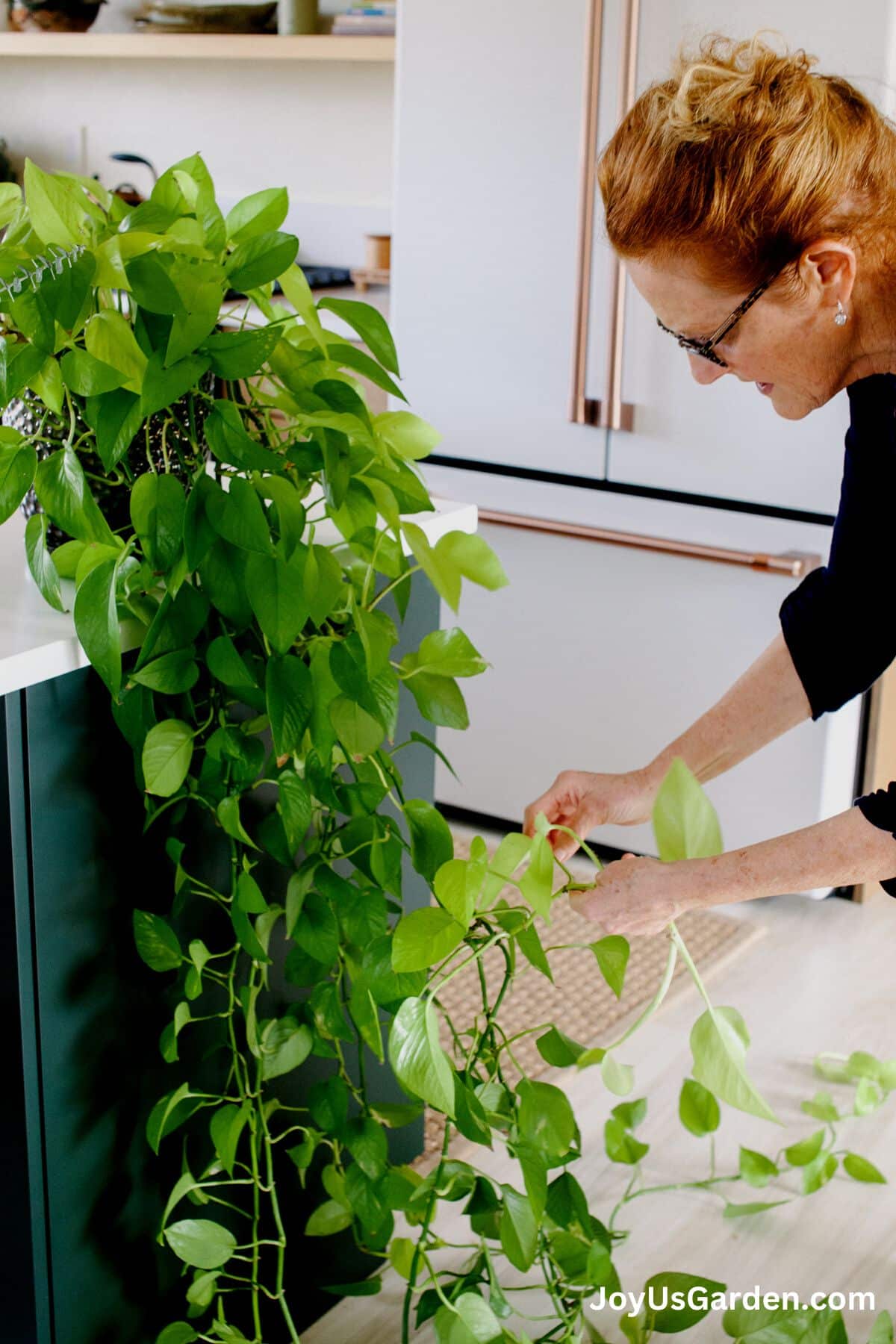 nell foster handling the trails of a neon pothos in a bright kitchen
