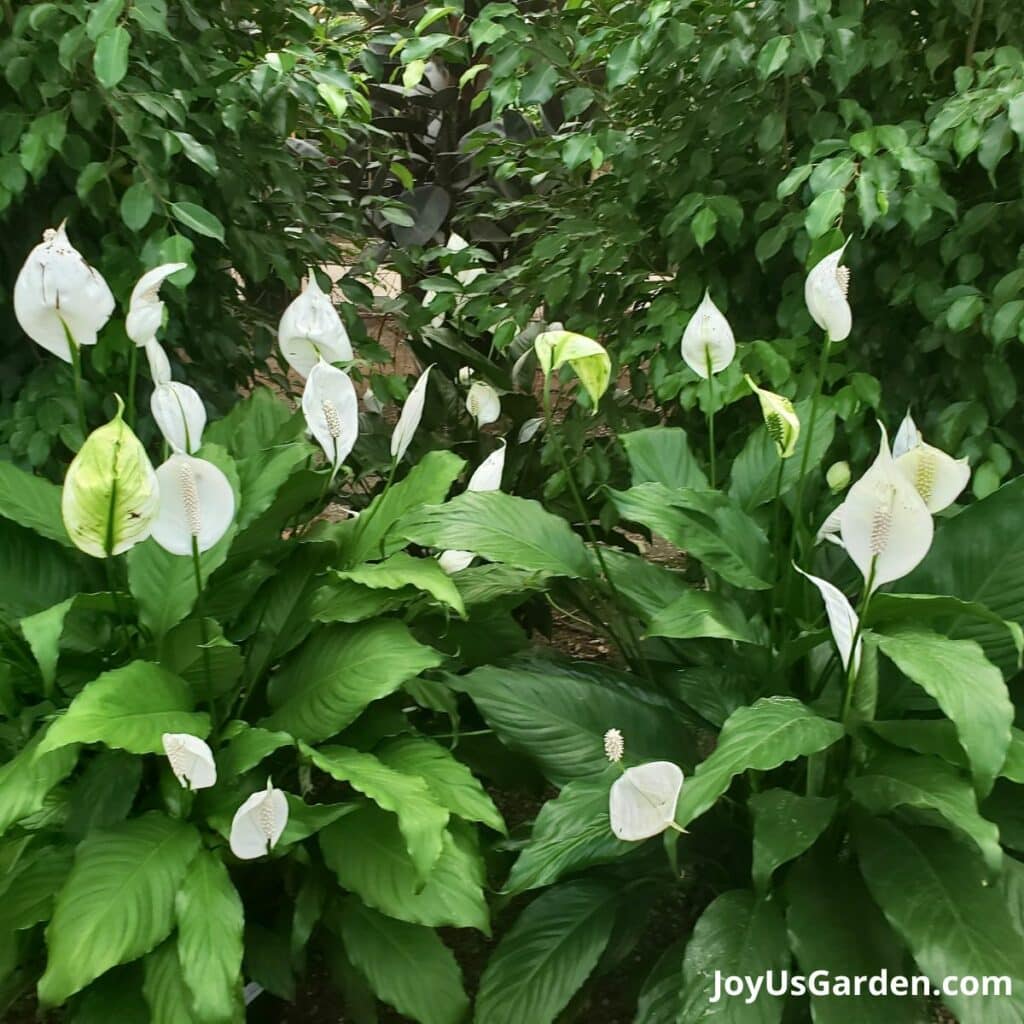 Peace Lily Care and Growing Tips