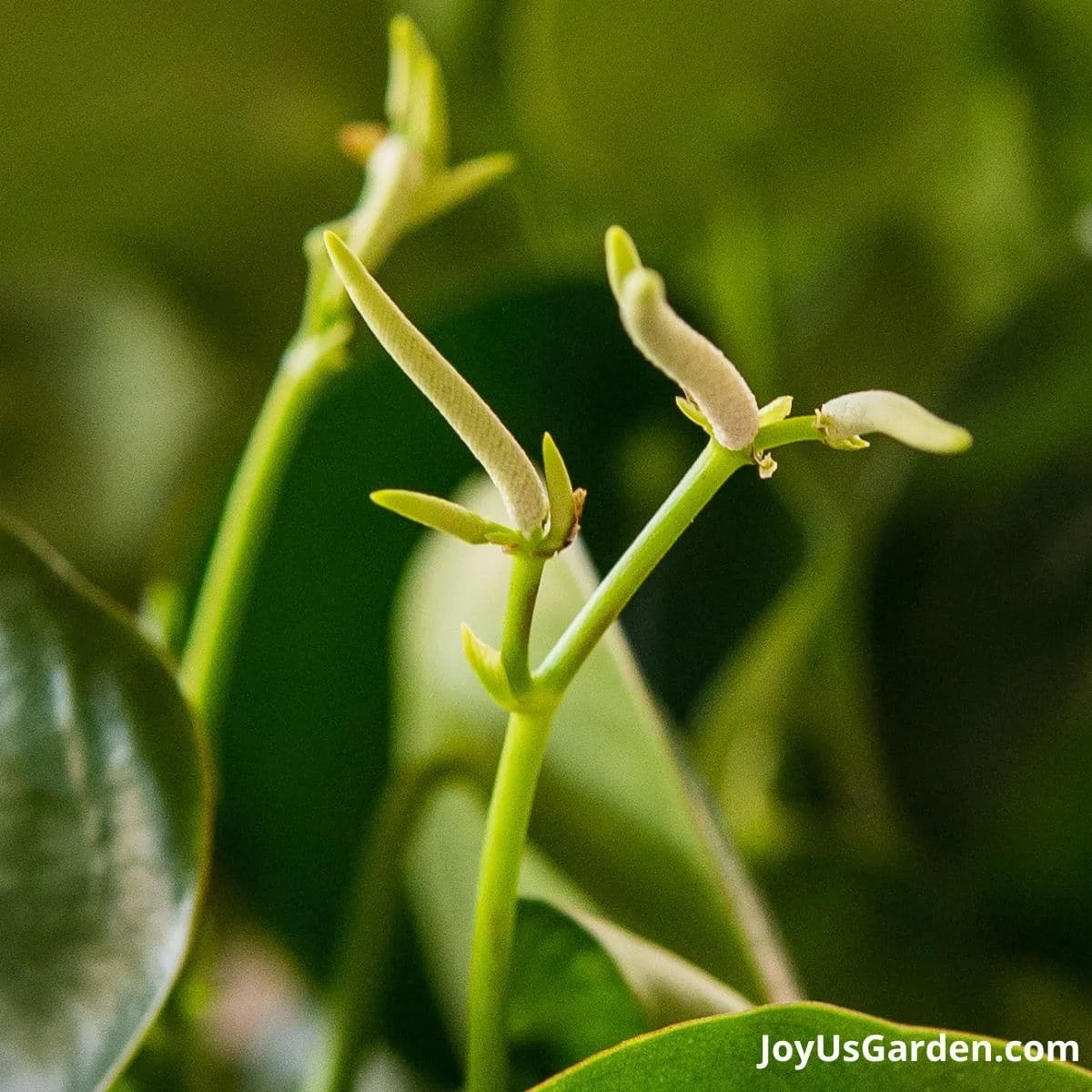 close up of the flowers on the raindrop peperomia