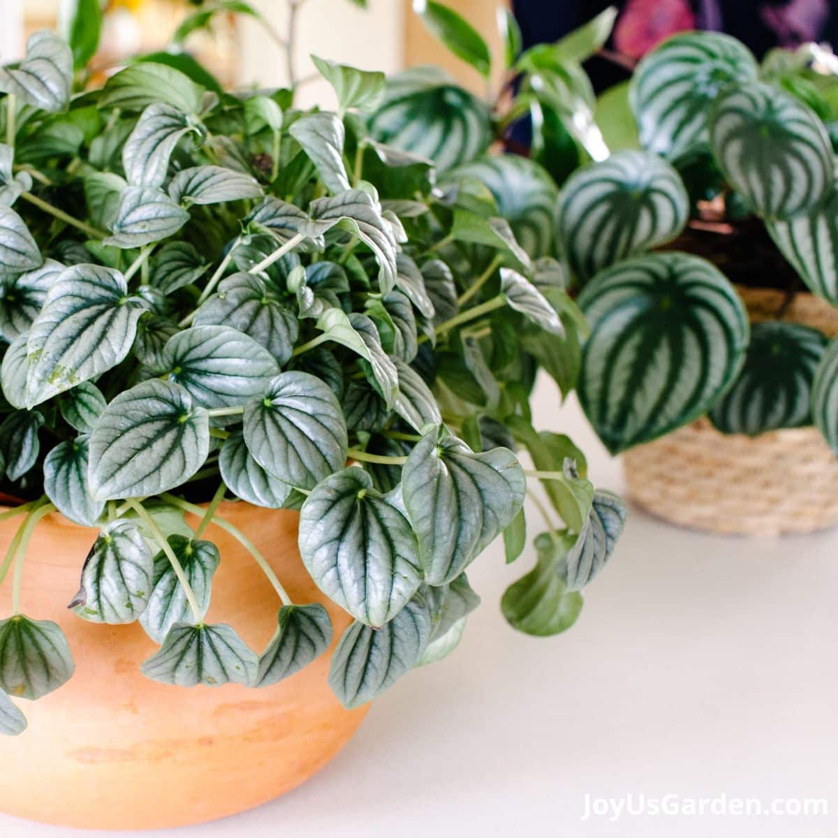 close up of the leaves on a ripple peperomia in a clay pot. watermelon peperomia in backgroud