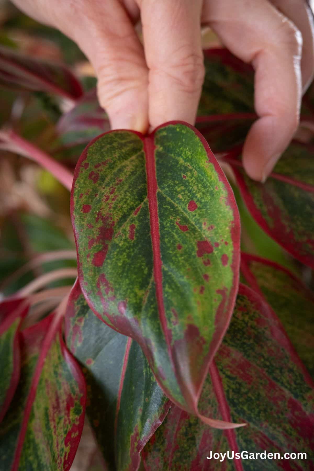 close up the leaf of a red aglaonema siam aurora
