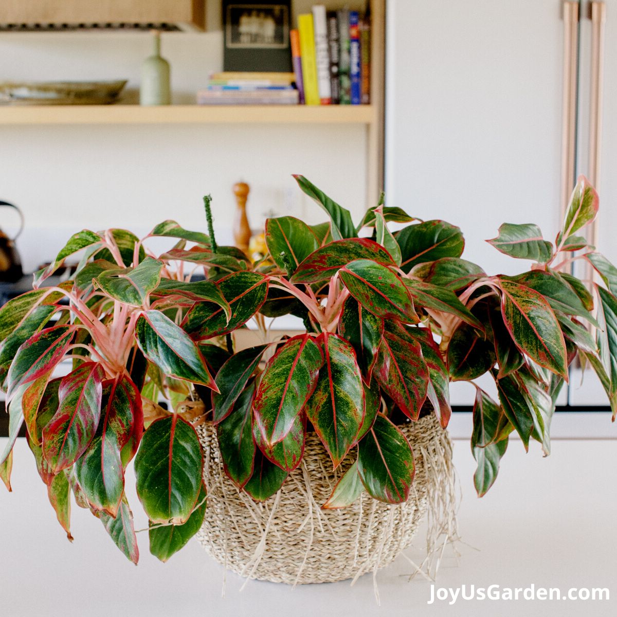 red aglaonema sitting on kitchen counter in bright room, gorgeous red foliage