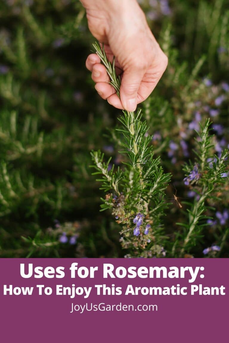 Uses for Rosemary: How to Enjoy this Aromatic Plant
