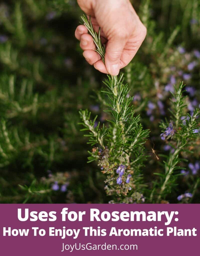 womans hand holding a branch of rosemary plant text reads uses for rosemary how to enjoy this aromatic plant