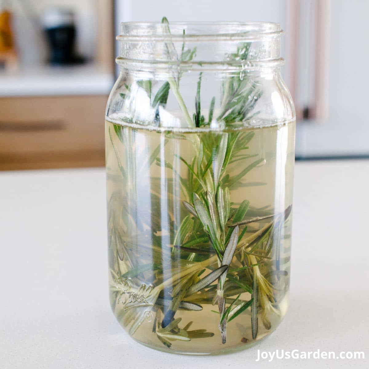 rosemary shown in mason jar filled with water on kitchen counter