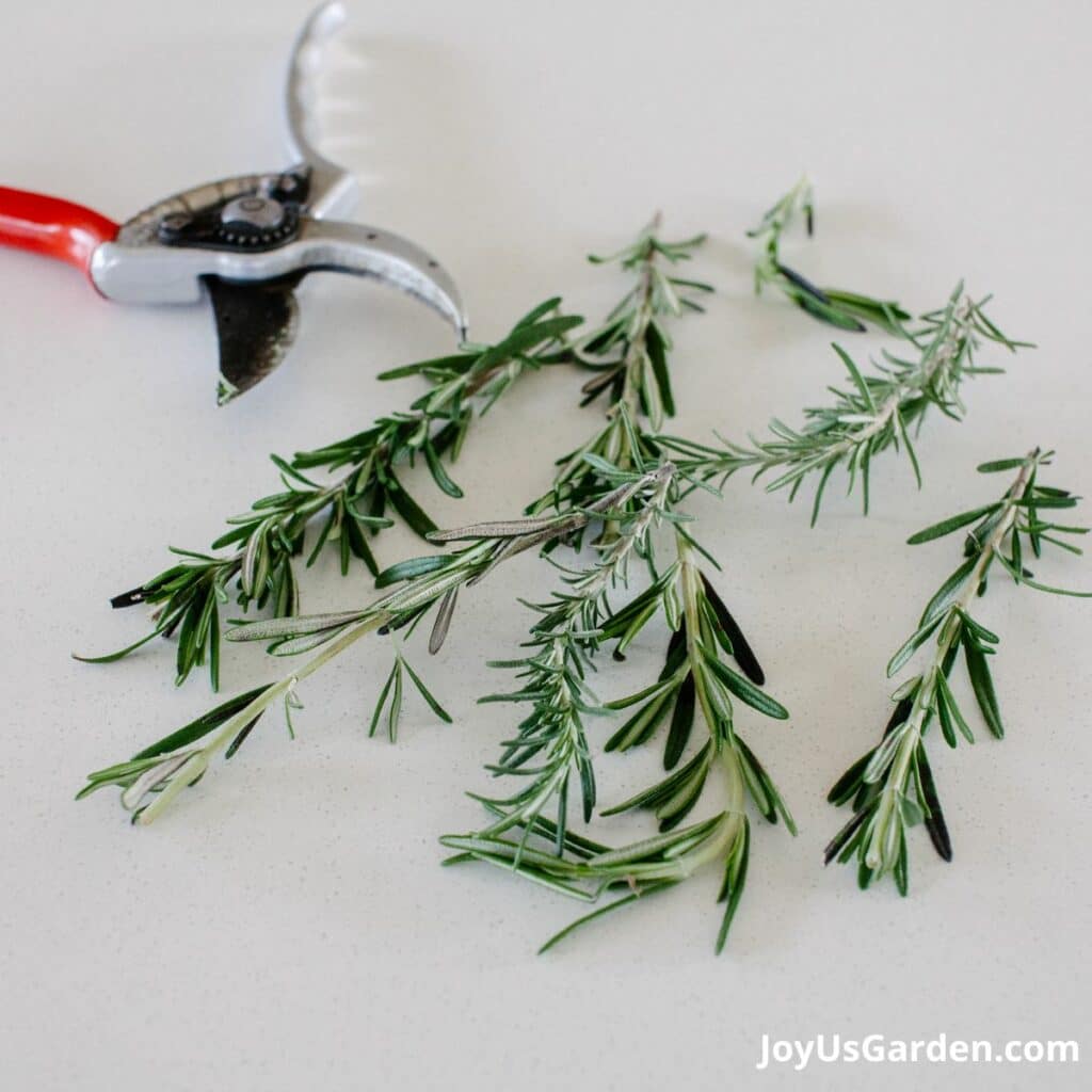 Uses for Rosemary How to Enjoy this Aromatic Plant