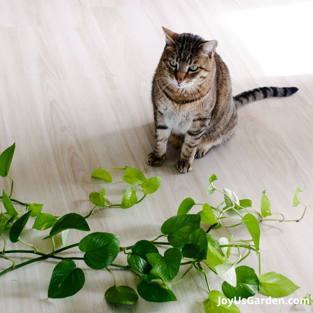 Cat in a seated position next to the trails of a Neon Pothos plant. 