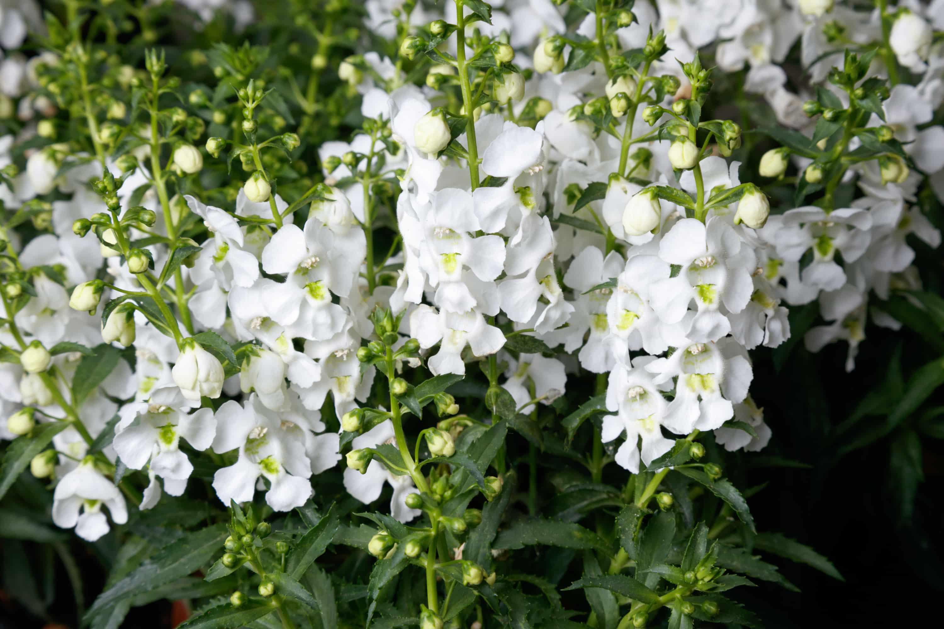 White Angelonia plant for full sun.