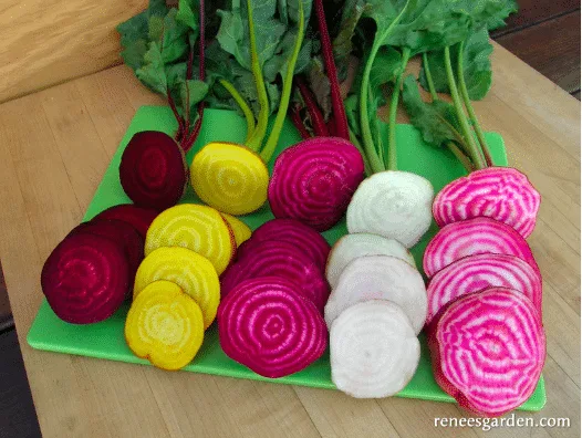 Rainbow color beets sliced up.