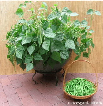 Container bush beans growing in pot and beans in a basket. 