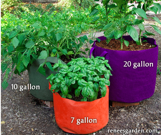 Soft sided fabric containers with veggies planted inside.