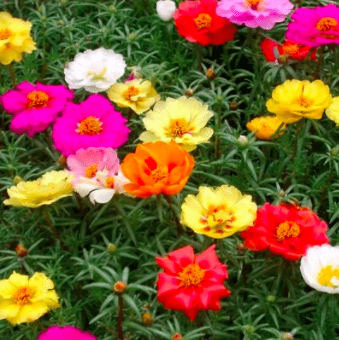 Multi color blooms on portulaca.