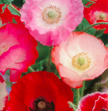 Pink and red poppies. 