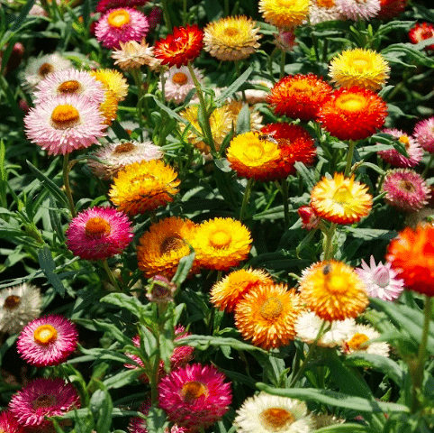 Multi color strawflowrs in bloom. 
