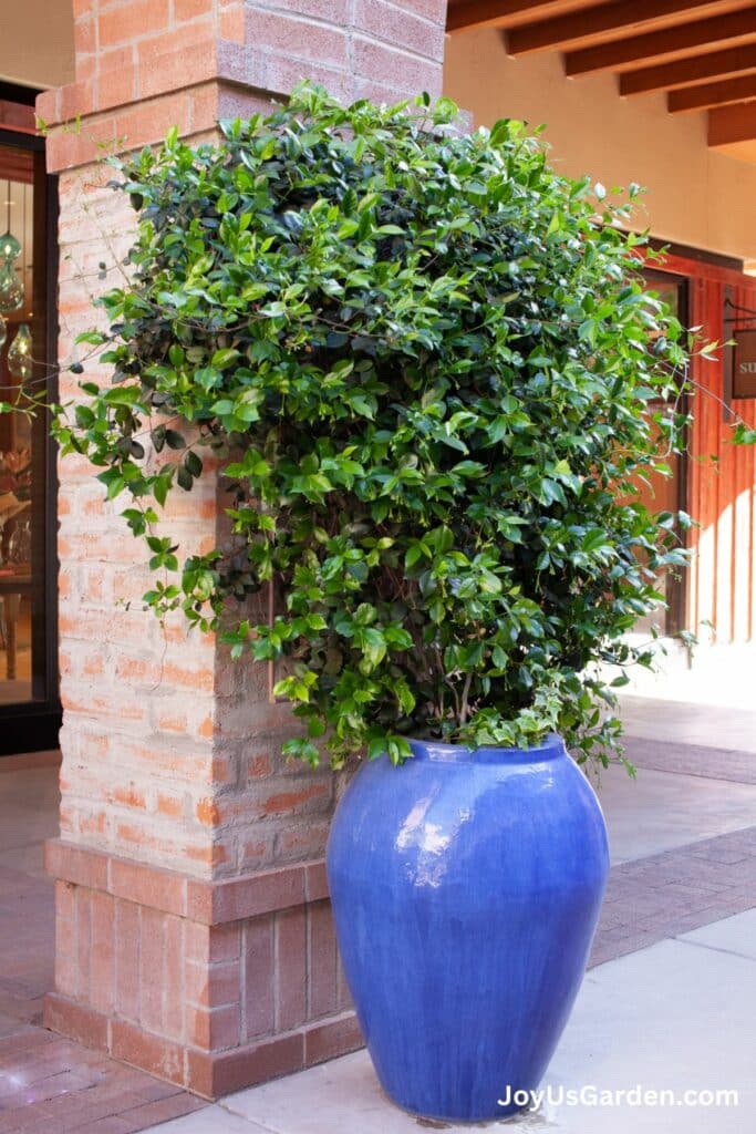 Star Jasmine Care and Growing Tips Guide)