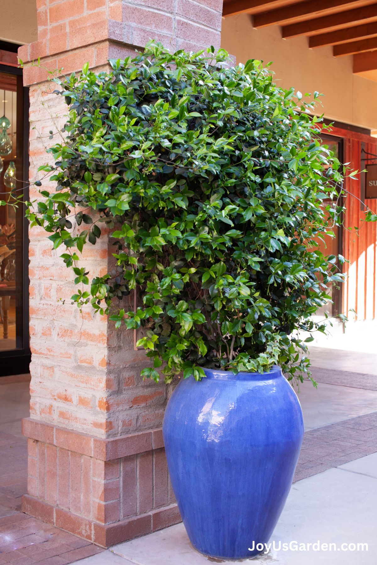 Star Jasmine growing in a large blue pot outdoors in a shopping center. 