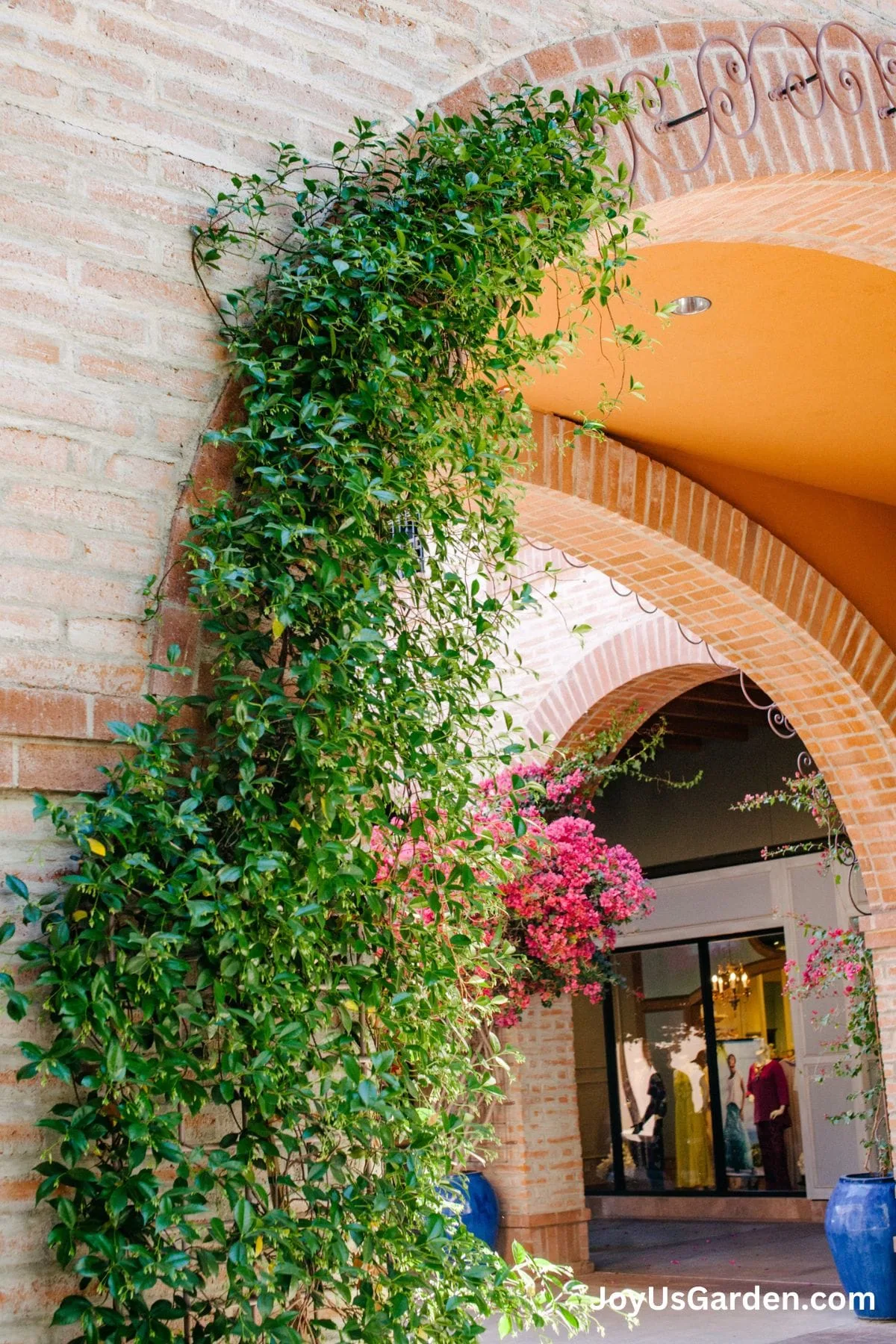 Star Jasmine shown growing in a shopping center with bougainvillea and shops in the background.