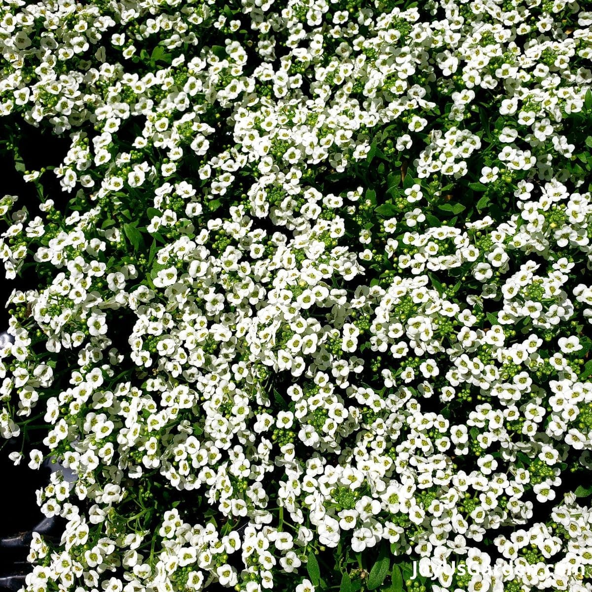 White sweet alyssum in bloom.