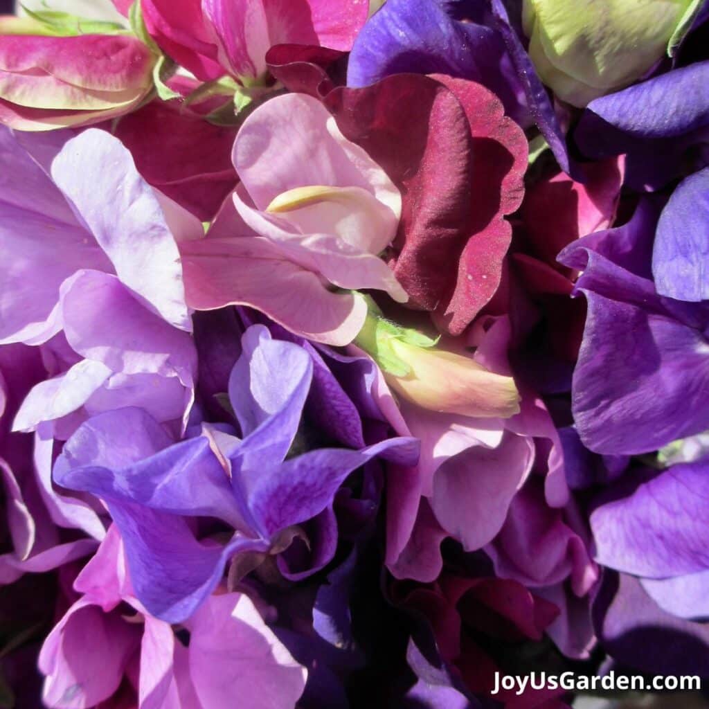 Close up of sweet peas. 