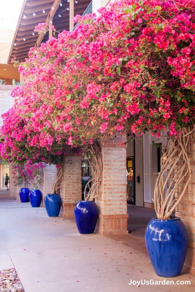 Planting Bougainvillea in Pots Key Things To Know (2024 Guide)