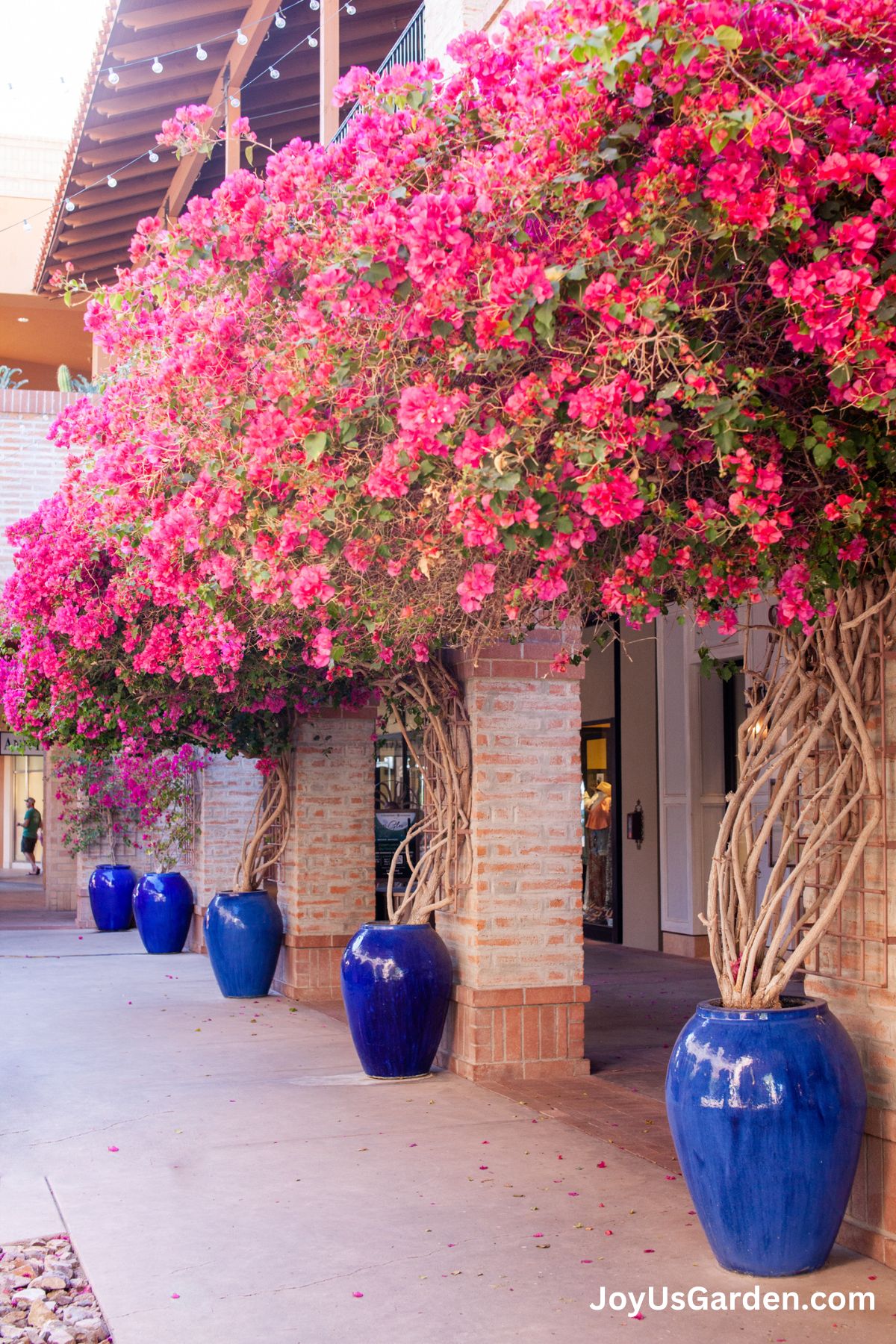 Five large Bougainvilleas growing in large blue pots at a shopping center, plants have lovely pink blooms. 