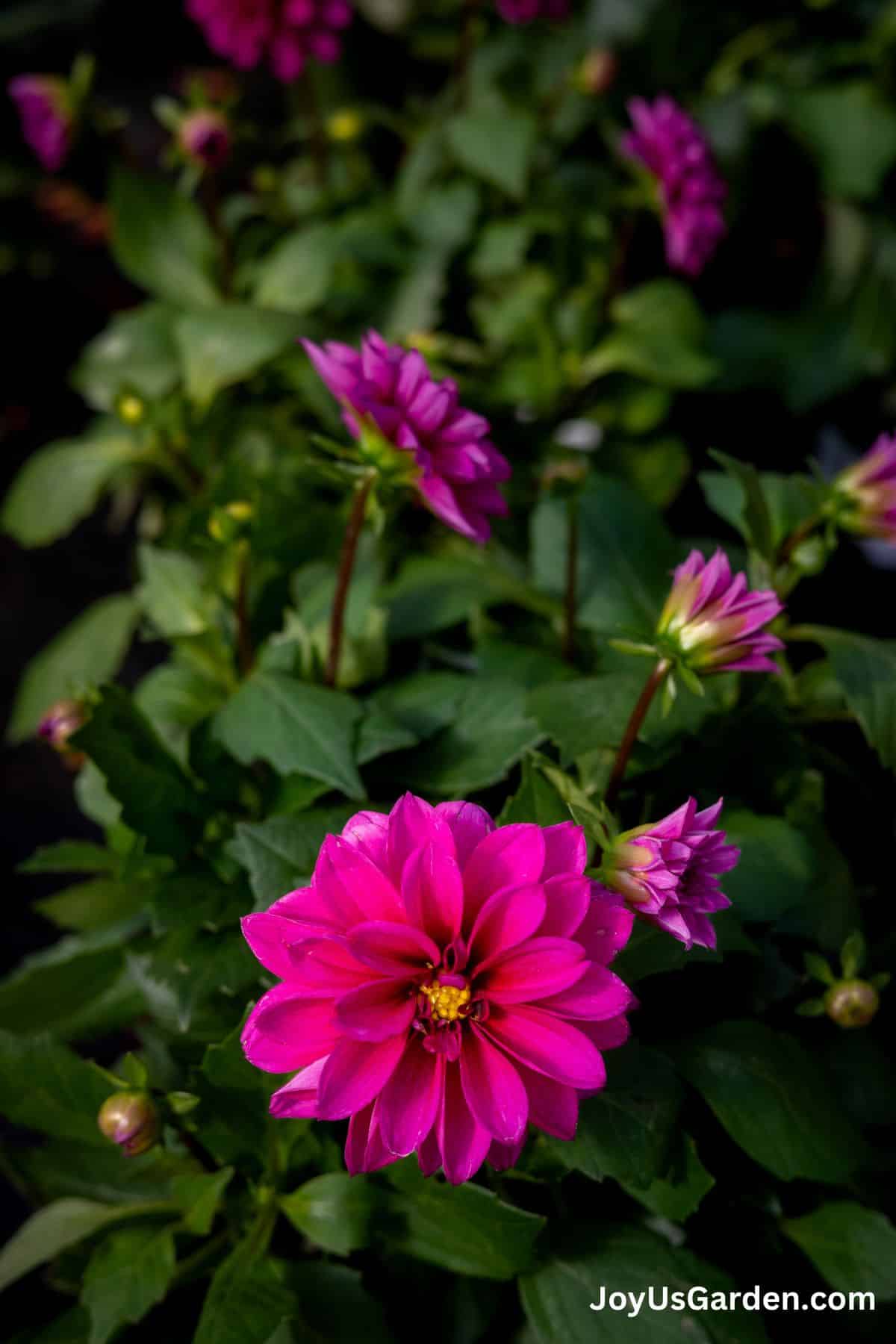 Pink blooms on a Dahlia. 
