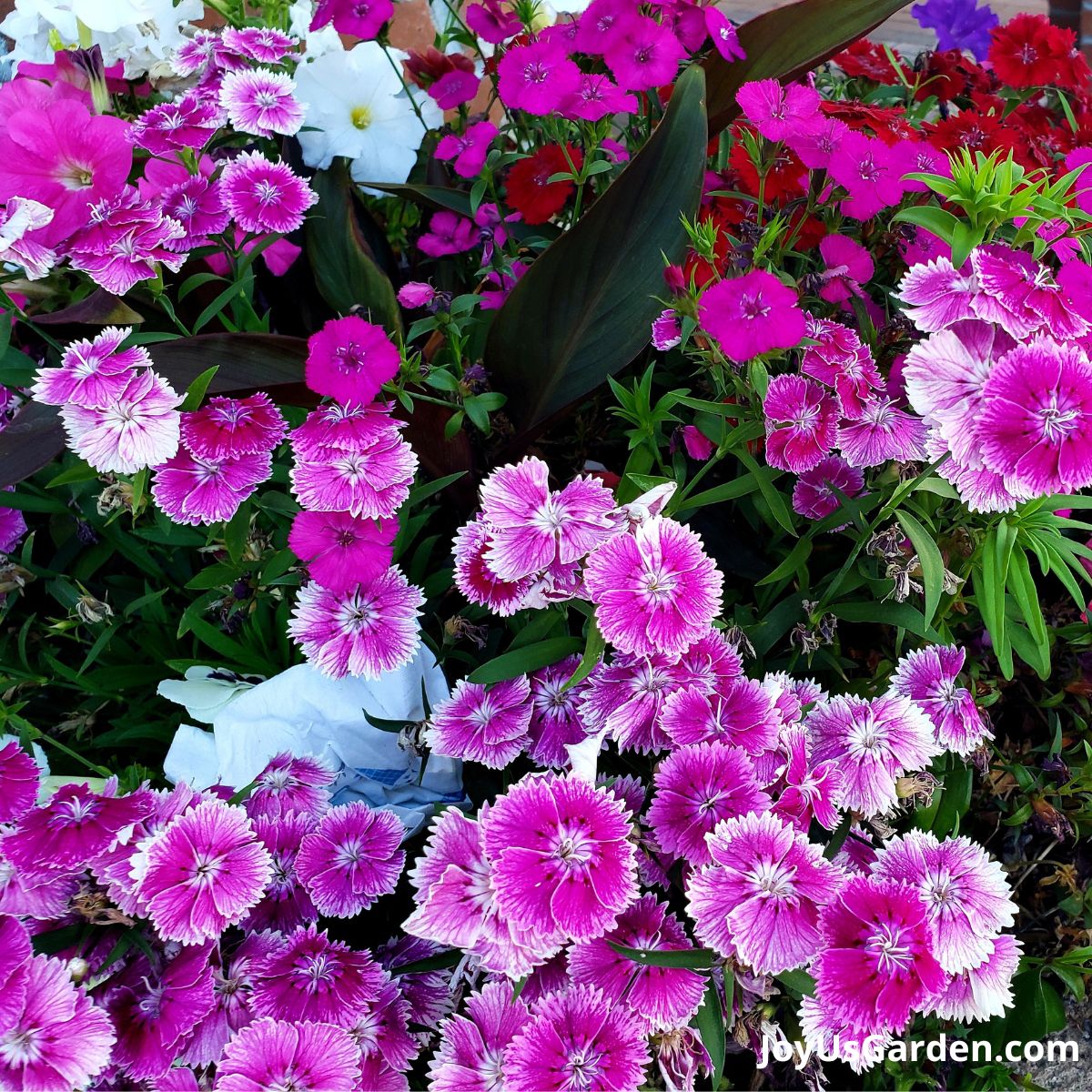Pink and white dianthus growing in nursery. 