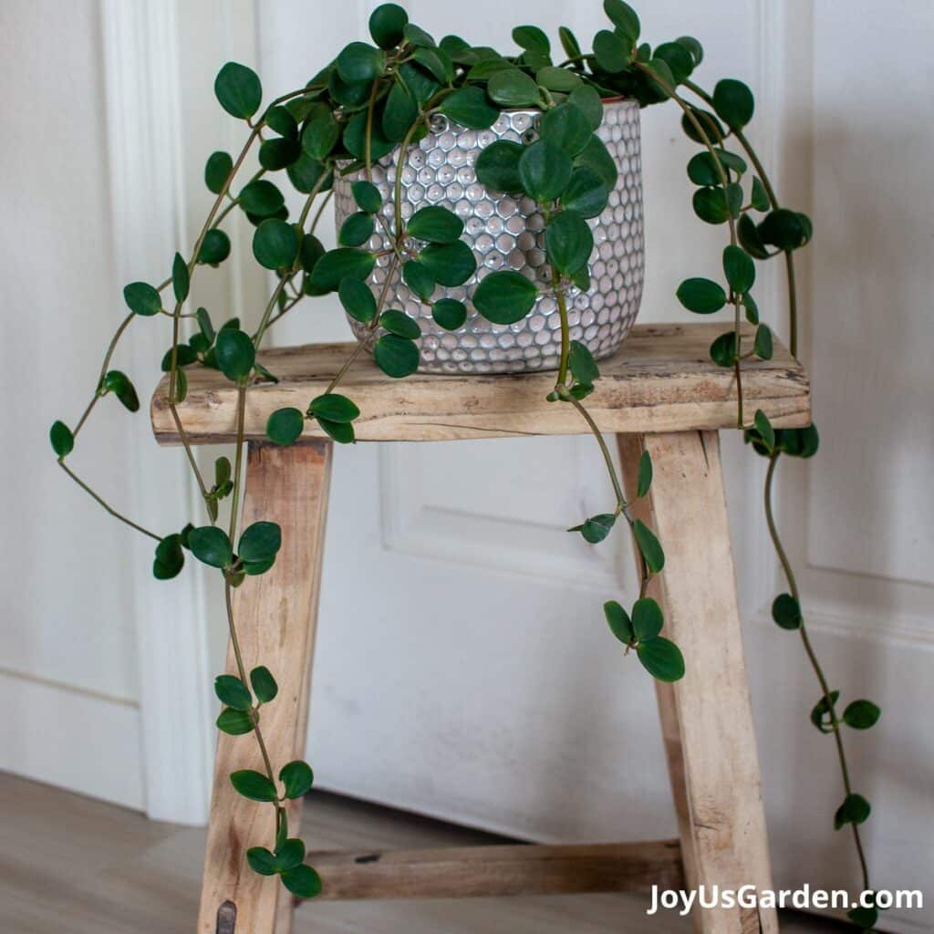 Peperomia Hope A Complete Plant Care & Growing Guide