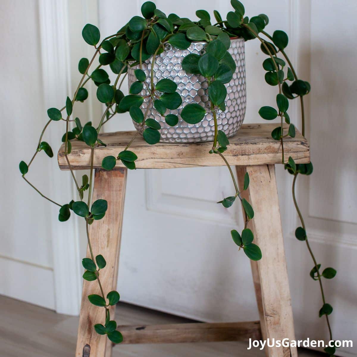 Peperomia Hope on a wooden stool trails hanging down, plant in white pot.